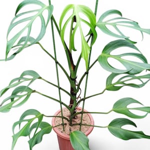 May include: A Monstera esqueleto plant with deeply fenestrated, light to dark green leaves growing on a central stem supported by thin green stakes, potted in a terracotta-coloured plastic container with visible soil, featuring a small logo in the corner.