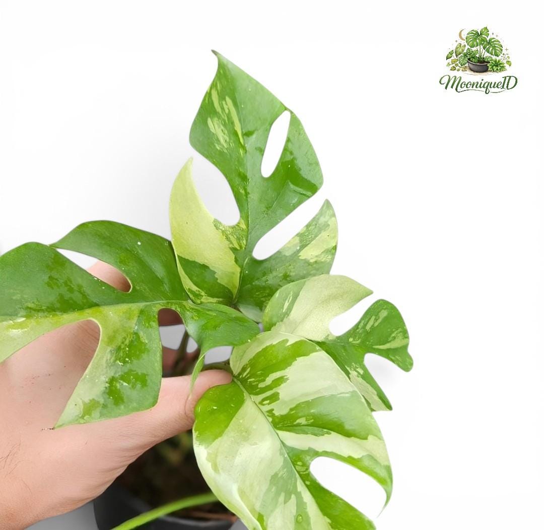 Variegated rhaphidophora - Etsy 日本