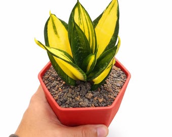 Sansevieria Siam Tower Variegated Unique Snake Plant