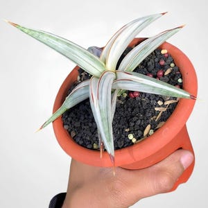 Alocasia Platinum Variegated - Etsy