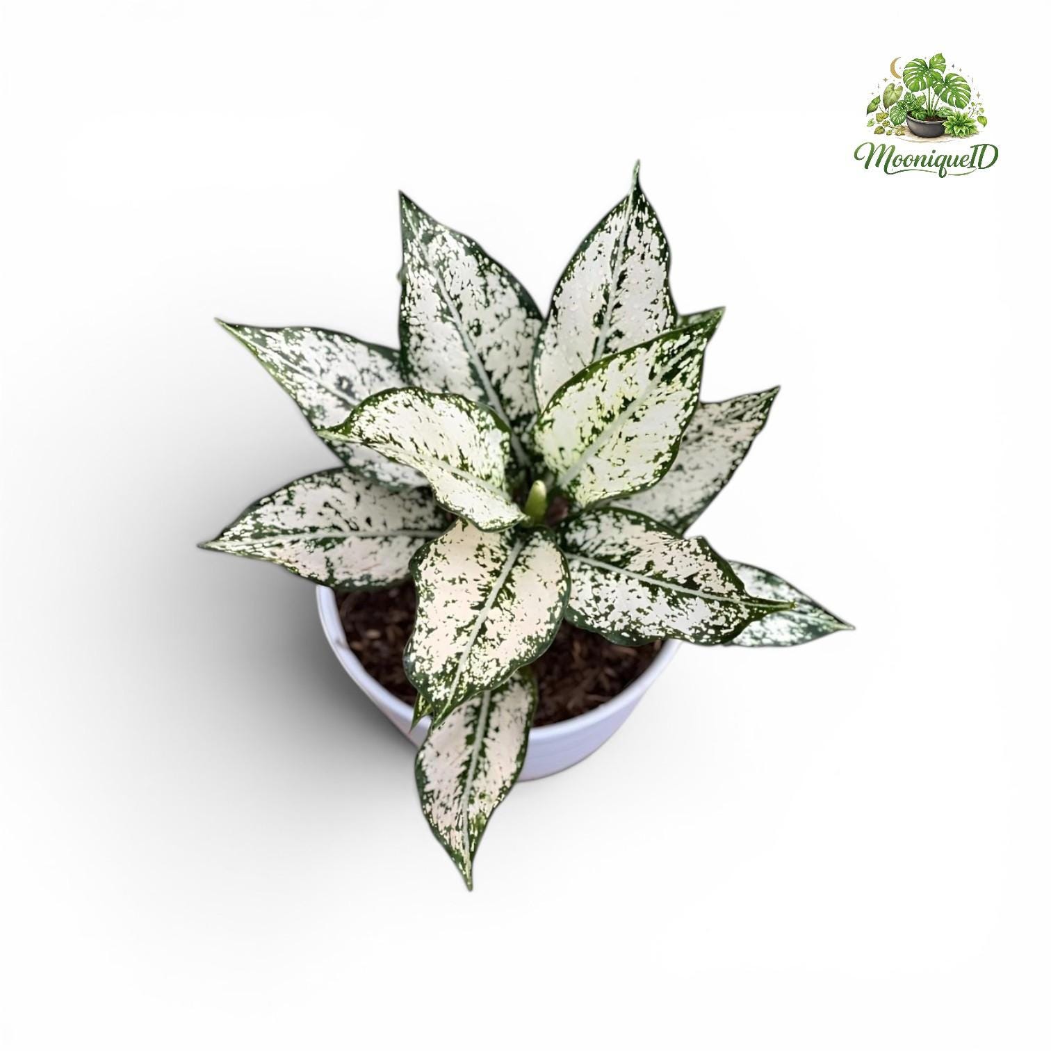Monstera green snow - Etsy 日本