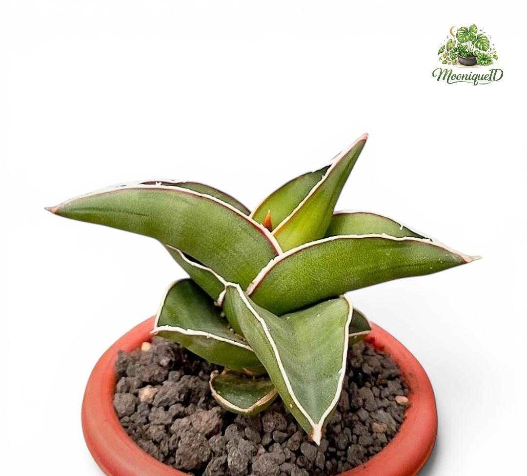 Sansevieria Samurai Dwarf Unique Snake Plant - Etsy