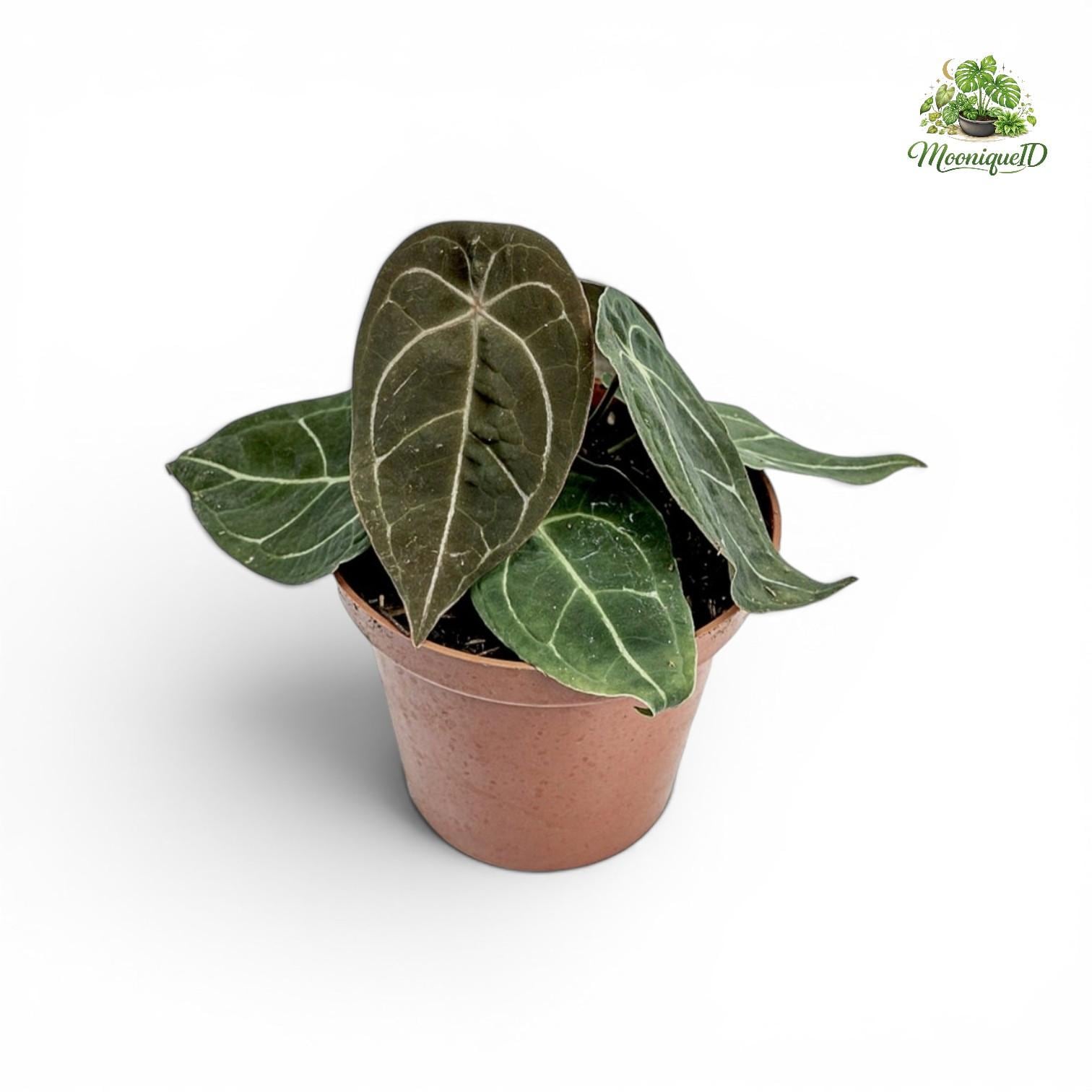 Anthurium dressleri - Etsy 日本