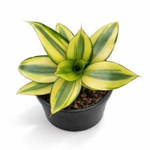 May include: A potted snake plant with vibrant yellow and green striped leaves. The plant is in a black plastic pot, set against a white background. The leaves are broad and pointed, with a central rosette of new growth.