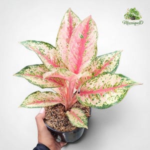 Puede incluir: Una planta Aglaonema con hojas variegadas en tonos rosa, crema y verde. La planta está en una maceta de plástico negro llena de tierra marrón. El texto MooniqueID es visible en la esquina superior derecha de la imagen.
