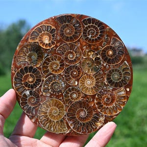 Könnte beinhalten: Eine kreisförmige, polierte Steinplatte mit einem dichten Mosaik aus zahlreichen braunen und lohfarbenen versteinerten Ammonitenschalen. Die Fossilien zeigen komplizierte Spiralmuster, die in eine glatte, rötlich-braune Matrix eingebettet sind.
