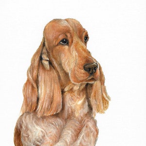 Original DOG Oil Portrait Painting English COCKER SPANIEL Artwork from Artist Signed