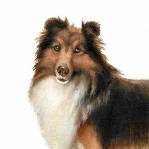 Original Oil Portrait Painting SHELTIE SHEEPDOG Collie Sheltie Puppy DogArt from Artist