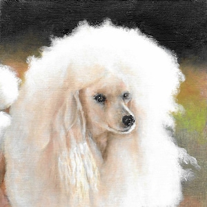 Original Oil Portrait Painting WHITE POODLE Artwork Art from Artist Signed Puppy Dog