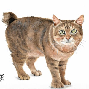 Original Oil Portrait Painting PIXIE BOB Cat Artist Signed Artwork Pet Animal Kitten Art