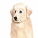 see more listings in the Dog Portrait Arts section