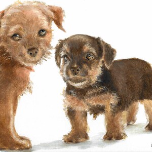 Original Oil Portrait Painting NORFOLK TERRIER Artist Signed Puppy Dog Pet Animal Art Artwork