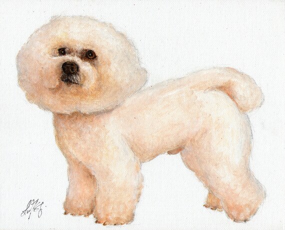 bichon frise español