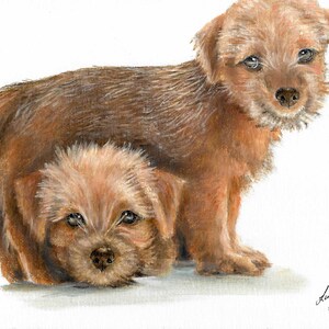 Original Oil Portrait Painting NORFOLK TERRIER Artist Signed Puppy Dog Pet Animal Art Artwork