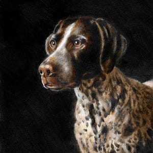 Op de afbeelding: Een schilderij van een bruin-witte Duitse Korthaar hond tegen een zwarte achtergrond. De hond kijkt naar links in het beeld.
