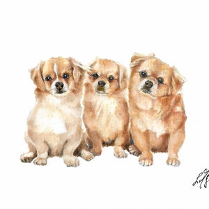 ORIGINAL Oil Portrait Painting TIBETAN SPANIEL Artist Signed Puppy Dog Art Artwork