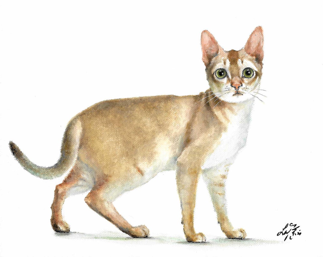 【原画】『シンディー』（猫　シンガプーラ　絵画　パステル画） シンガプーラ | イラストレーター 藤井美智子 オフィシャル