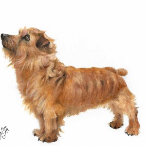 Original Oil DOG Portrait Painting NORFOLK TERRIER Art Artist Signed Puppy Artwork