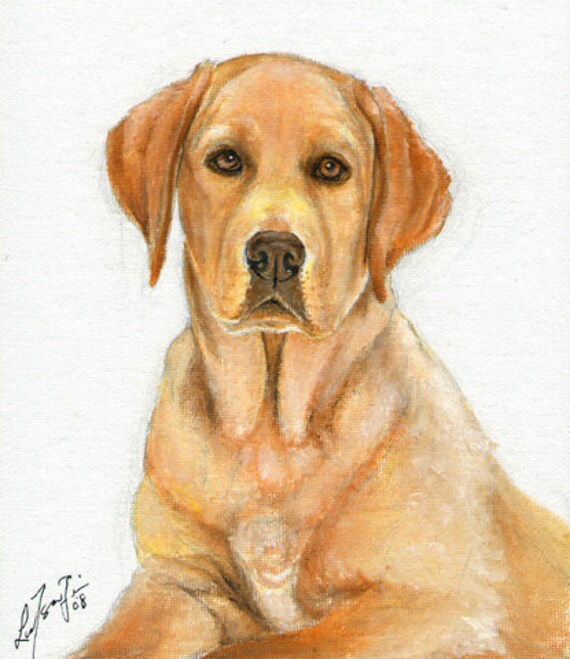 yellow lab portrait