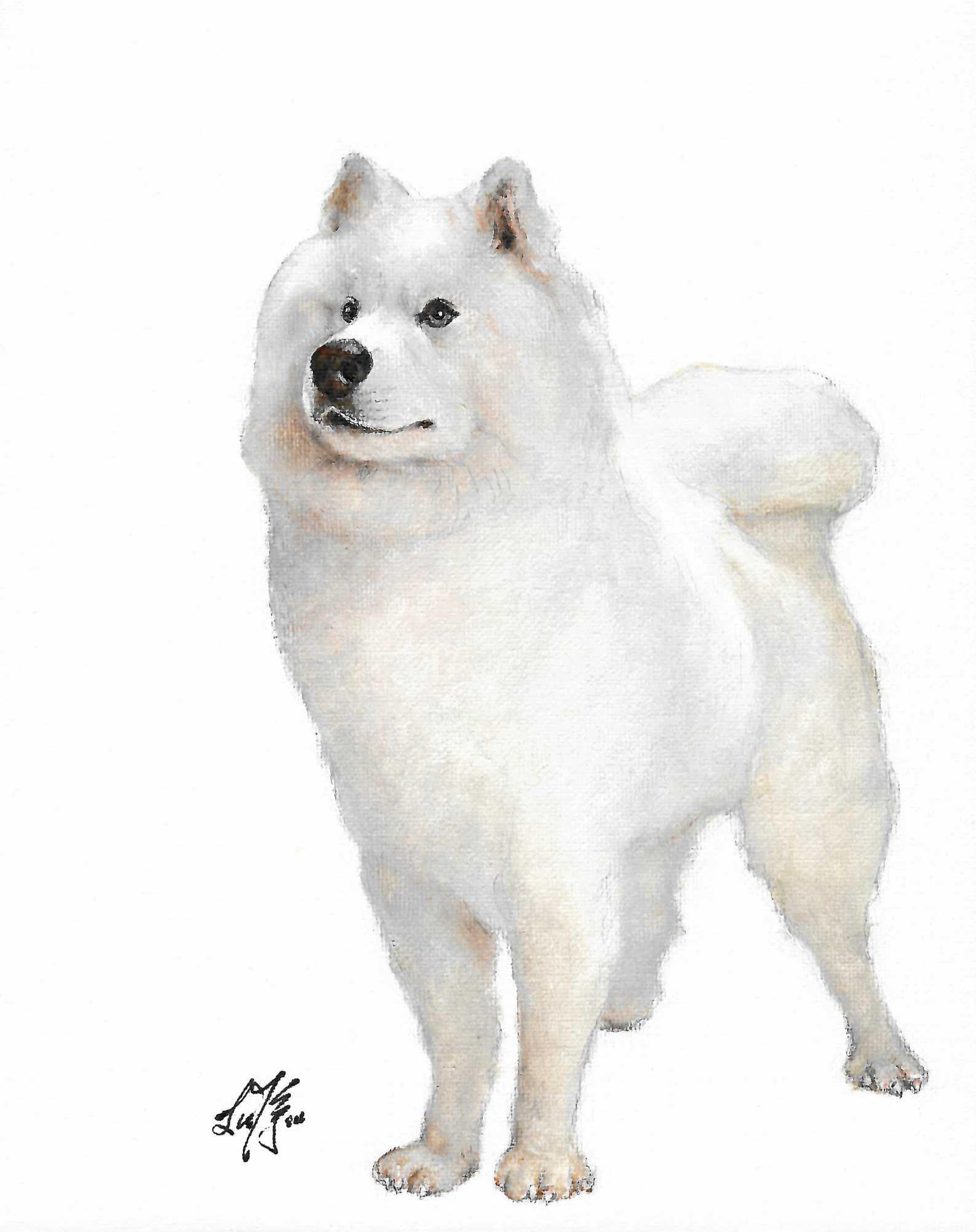 Original Oil Portrait Painting SAMOYED Puppy Dog Artwork Etsy UK