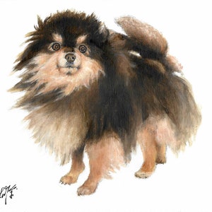 Original Öl Portrait Gemälde POMERANIAN POM POMI Welpe Hund Künstler signiert Kunstwerk