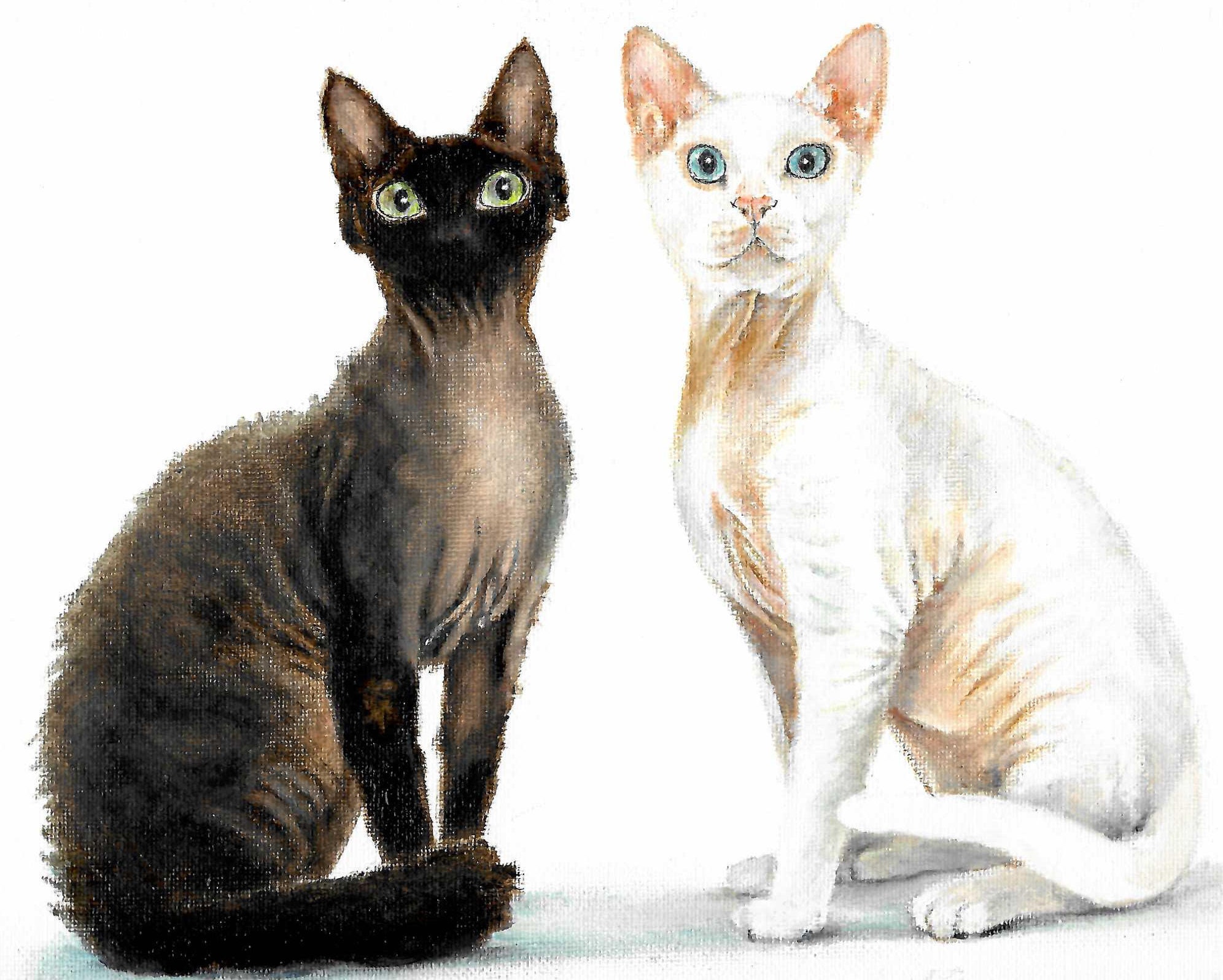 Original Oil Portrait Painting DEVON REX Black White Cat - Etsy Original Oil Portrait Painting DEVON REX Black White Cat - Etsy
