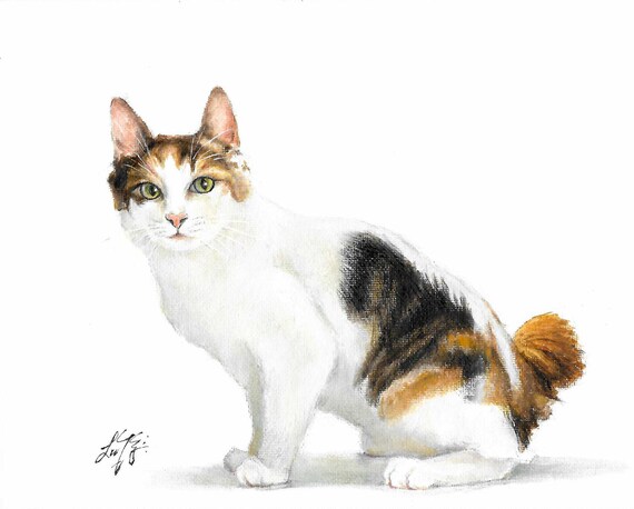 Japanese Bobtail Cat Long Hair Japanese Bobtail Longhair Kitten