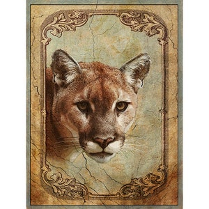 American Big Game Mountain Lion or Cougar