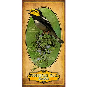 May include: A vintage-style illustration of a Golden-cheeked Warbler perched on a branch of a Juniper Cedar. The bird is singing with its mouth open. The illustration is set against a green background with a brown border and the text "PEDERNALES FALLS State Park".
