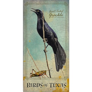 Poster of the Great-Tailed Grackle
