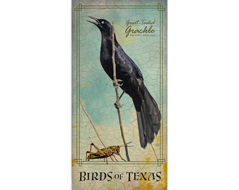 Poster of the Great-Tailed Grackle