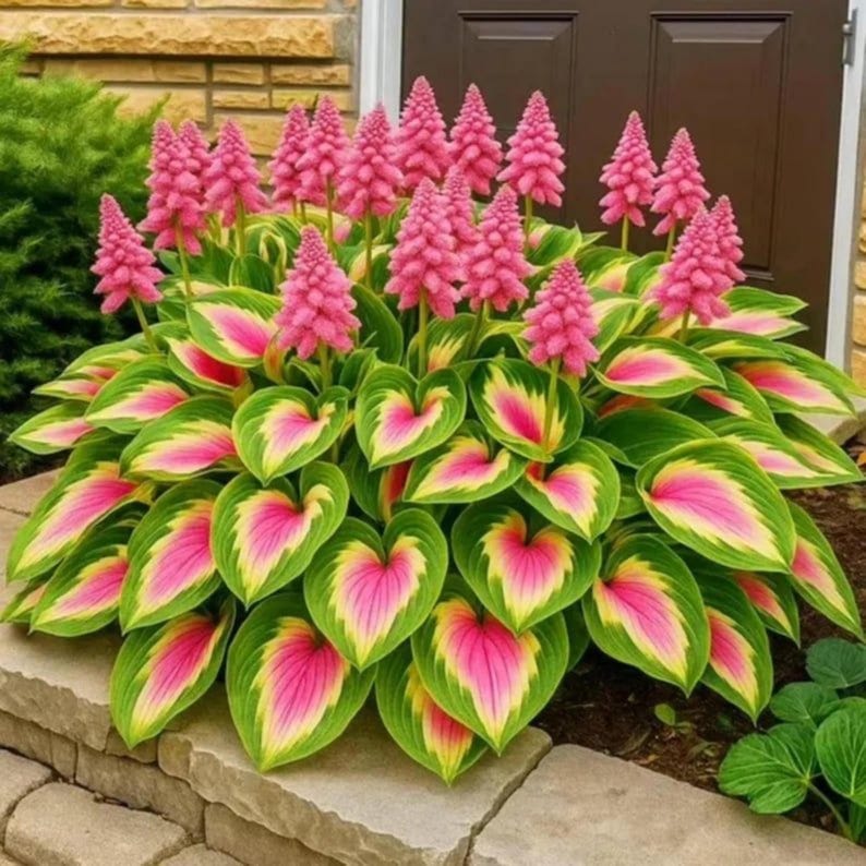 Pretty In Pink Hosta Pink Variegated Hosta Seeds, Colorful Shade Perennial - Etsy