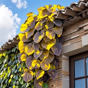 May include: A vibrant climbing plant with large, heart-shaped leaves in shades of yellow and deep purple. The plant cascades over a brick wall and a tiled roof, with a backdrop of a blue sky and white clouds. The leaves have prominent veins.