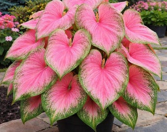 Bulbos de caládio rosa-choque - Planta ornamental com folhas variegadas em tons de rosa e verde.