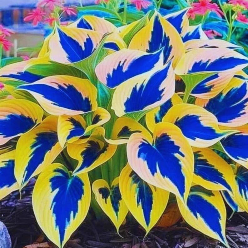 Rainbow Variegated Hosta Seeds, Colorful Shade Perennial - Etsy