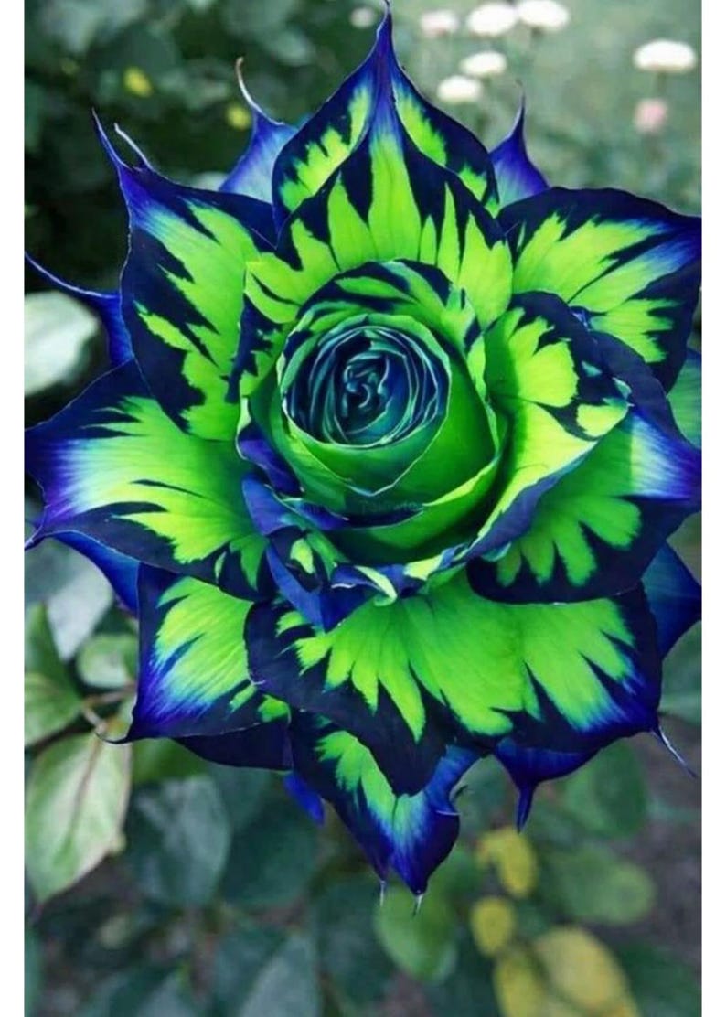 Rare Blue Green Rainbow Rose Seeds, Exotic Multicolor Blooms - Etsy