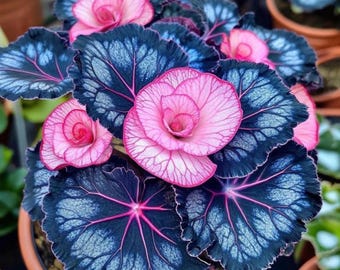 Rosa Blå Rex Begonia Frön, Sällsynt Mörkt Bladverk Krukväxt