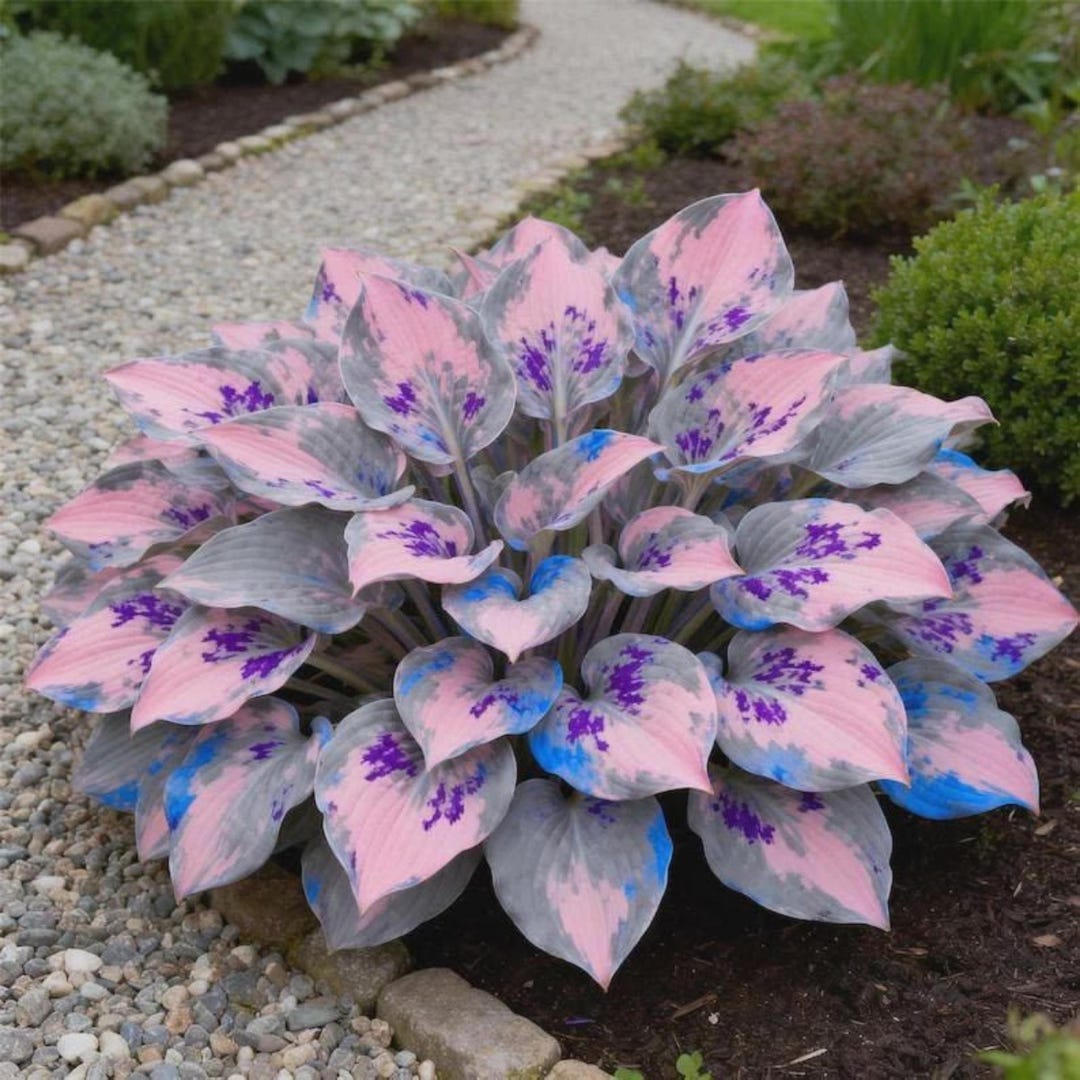 Pretty In Pink Hosta Rare Pink Hosta Seeds Variegated Shade Plant - Etsy