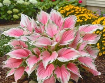 Pink Variegated Caladium Bulbs - Giant Pink White Fancy Leaf Plant