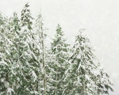 Winter Photography, Christmas Home Decor, Snow Wall Art, Green and White Ski Lodge Art, Forest Photograph