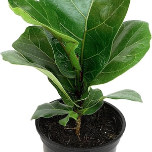 May include: A potted Fiddle Leaf Fig plant with large, vibrant green leaves. The plant is in a black plastic pot filled with dark soil. The leaves have prominent veins and a glossy texture, creating a lush appearance. The plant is a popular houseplant.
