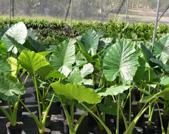 Giant Colocasia Elephant Ear Bulbs – Tropical Spring Garden Plants
