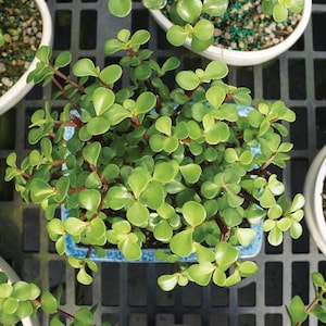 May include: Overhead shot of a green succulent plant with small, rounded leaves and reddish stems, in a square blue ceramic pot. Other potted plants surround it on a black grid surface.