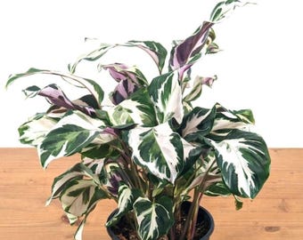Calathea Stella-växten – Sällsynt brokig böneväxt i kruka