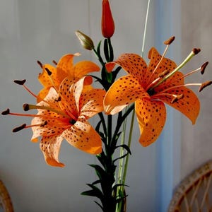 Tiger Lily Seeds - Etsy