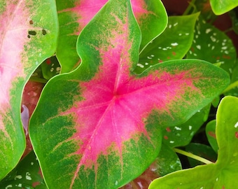Pinky Promise Caladium Bulbs – Fancy Pink Elephant Ear Plants