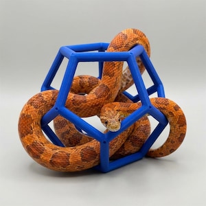 May include: A corn snake, with orange and brown markings, is coiled within a blue geometric cage. The cage is a three-dimensional structure with multiple sides and edges. The snake's scales have a patterned design, set against a plain white background.