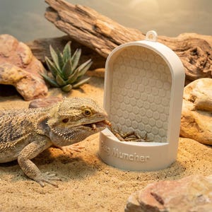 Peut inclure: Un dragon barbu beige mangeant un ver à côté d'un mangeoire à insectes blanc et arqué avec un motif en nid d'abeille. Le mangeoire porte les mots "Bug Muncher" sur le devant. Le fond comprend du sable, des roches et une plante succulente.