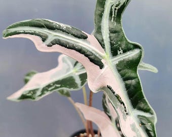 Alocasia K Nobilis Pink Variegated Seltene Live Starter Pflanzbirnen