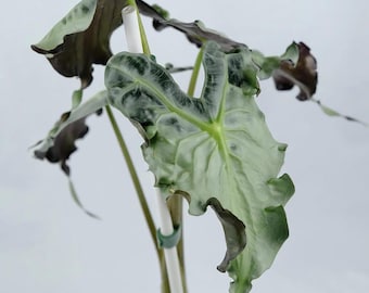 Alocasia Venom Variegated Rare Live Starter Planting Lökar